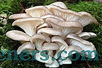 Мариниране печурке од острига: 5 укусних и брзих рецепата