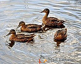 Cómo hacer tus propias manos un estanque para gansos y patos