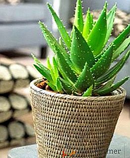 Aloe: plantio, cuidado, reprodução