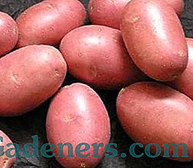 Vlastnosti zemiakov 