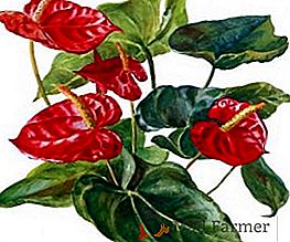Quelles variétés d'anthurium sont populaires auprès des producteurs de fleurs