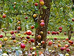 As principais causas da torção das folhas em uma maçã