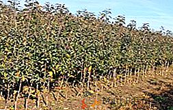 Pépinière d'arbres fruitiers en banlieue