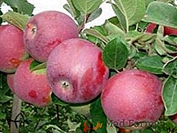 Jablkový strom "Spartan". Popis odrůdy. Tipy pro péči a výsadbu