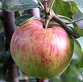 Agrotécnica del cultivo de un manzano "Orlinka"