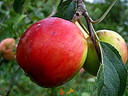 Agrotecnia de cultivo de macieira "Ekrannoe"