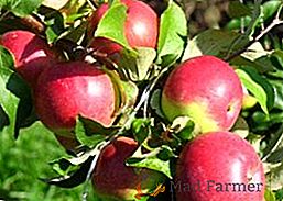 Agrotecnia do cultivo de macieira "Orlovim"