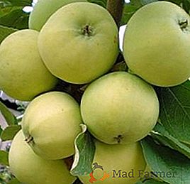 Agrotecnica delle coltivazioni di melo "Papirovka"