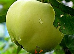 Agrotechnika pestovania jabĺk "Biela plnka"