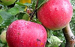Agrotécnica del cultivo de un manzano "Rozhdestvenskoye"