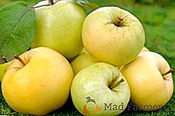 Agrotechnics di coltivazione di una massa di Uralsky di melo