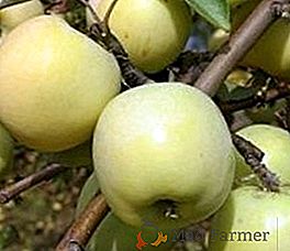 Agrotecnia de cultivo de macieira "Antonovka"
