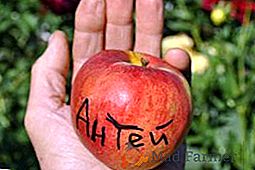 Apple tree "Antey": nejlepší tipy pro péči