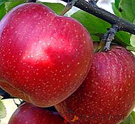 Macieira "Aport": características e segredos do cultivo bem-sucedido