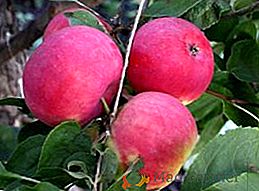 Jabłoń "Malinowka": charakterystyczny, uprawa rolnicza