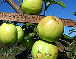 Manzano "Maravilloso": característico, cultivo agrícola