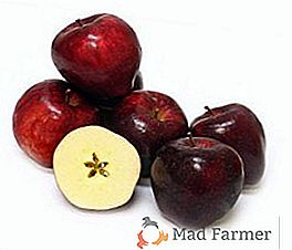 Charakterystyka i opis sortowania jabłkowego "Red Chif"
