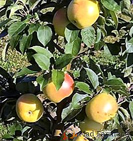Карактеристике и карактеристике узгоја колекције јабуке врсте "Предсједник"