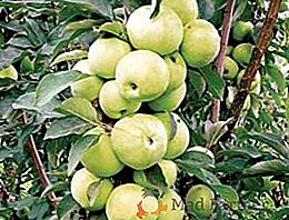 Manzanos en forma de colón: plantación, cuidado, poda