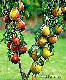 Drzewa owocowe w kształcie kolosa: cechy, zasady sadzenia i pielęgnacji