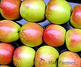 Cultivo del manzano "Sinap del Norte": ventajas y desventajas de la variedad, plantación y cuidado