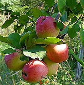 Вирощування яблуні "Сонечко": поради по посадці і догляду