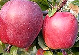 Description, plantation et soin de la pomme de la variété Gloucester