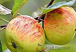 Descripción, plantación y cuidado de la manzana del "Cinnamon Striped"