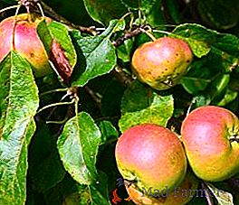Ako sa vysporiadať s výkaly na jablkách