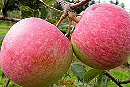 Kako raste jablano "Slava zmagovalcem": prednosti in slabosti sorte