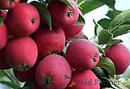 Jak pěstovat jablka "Zhigulevskoe" ve vaší zahradě