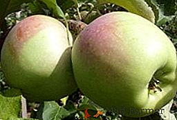 Како расте јабуке сорте "Синап Орловски" у вашој башти