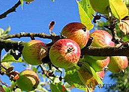 Kako narediti jabolko dati sadje?