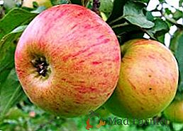 Jak sadzić i uprawiać jabłoń odmiany "Medunitsa" w Twojej okolicy