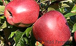 Kako pršiti jabolko proti škodljivcem, ukrepe za shranjevanje vrta