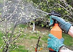 Cómo tratar los manzanos después de la floración, control de plagas