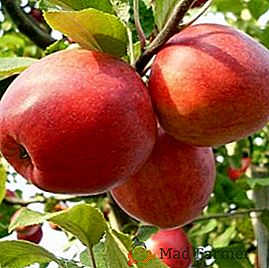 Secretele succesului mărului de creștere "Pepin șofran"