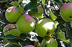 Los secretos del cultivo exitoso de manzanos "Bashkir beauty"