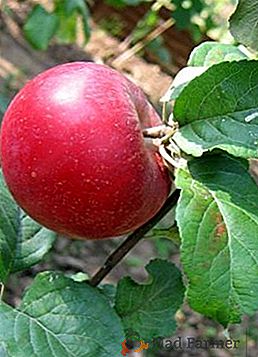 Segredos do crescimento bem sucedido da maçã Krasa Sverdlovsk