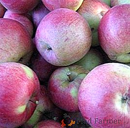 Tajemství úspěšné pěstování jabloní "Berkutovskoe"