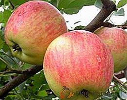 Tajemství úspěšného pěstování jablek "Champion"