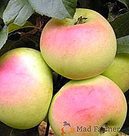 Segredos do cultivo bem sucedido de macieiras "Imrus"