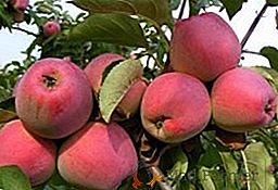 Segreti della fruttuosa coltivazione di meli "Kandil Orlovsky"