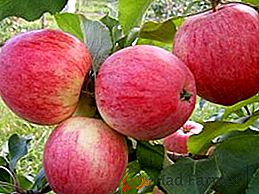 Pommier "Starkrimson": caractéristiques et culture des produits agricoles