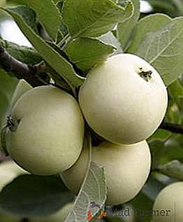 A macieira de "Young": características, vantagens e desvantagens