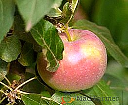 Varietà di melo a forma di colon "Valuta", piantare e prendersi cura di un albero nel giardino