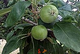 Co zrobić, gdy na jabłoni pojawiło się mszyce, niż po potraktowaniu rośliny przez agrofaga