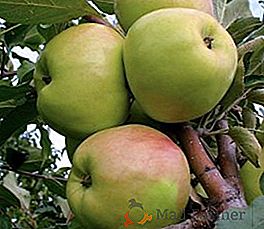 Macieira de inverno "Bratchud": características e segredos de crescimento bem sucedido