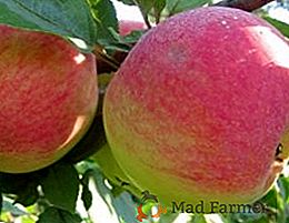 Сорт яблуні "Цукеркове" - вирощуємо яблука для ласунів