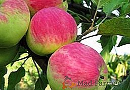 Ябълковото дърво Мантет